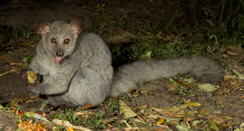 bushbaby